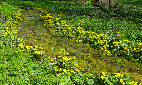 Serene forest stream, peaceful nature scene with yellow wildflowers. Стоковое фото, фотограф Елена  Попкова / Фотобанк Лори
