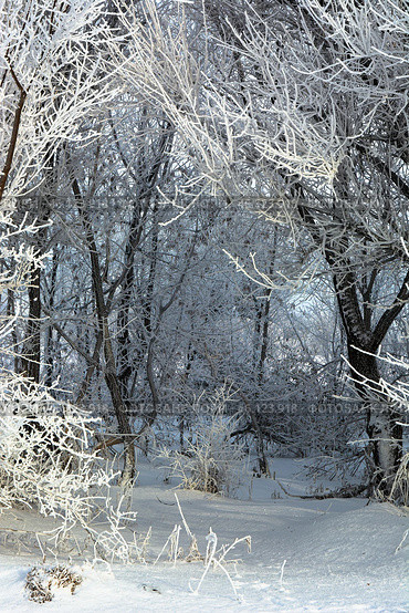 Serene winter scene with frost-covered branches creating a magical white wonderland, snow blankets the ground beneath dormant trees. Стоковое фото, фотограф Владимир Ендовицкий / Фотобанк Лори