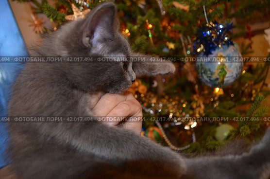 Серенький котенок Толик спешит на Рождество Gray kitten Tolik is in a hurry for Christmas (2024 год). Редакционное фото, фотограф Светлана Федорова / Фотобанк Лори