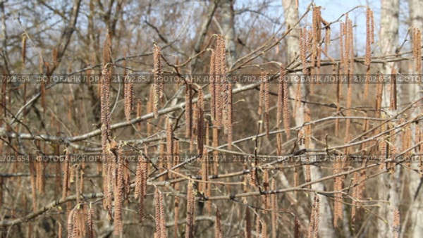 Сережки лещины обыкновенной (мужские соцветия), или орешника  (Corylus avellana) Стоковое видео, видеограф Олег Хархан / Фотобанк Лори