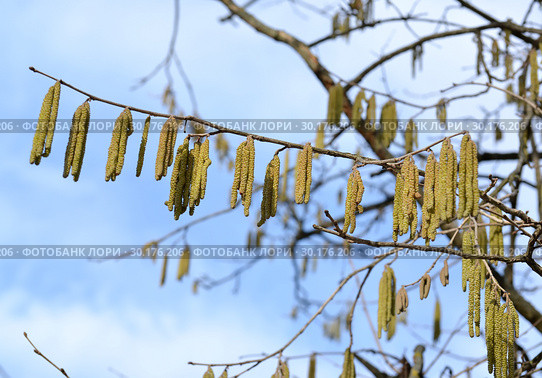 Сережки цветущей лещины древовидной (медвежий орех, Corylus colurna L.) Стоковое фото, фотограф Ирина Борсученко / Фотобанк Лори