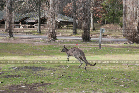 Серый кенгуру (лат. (Macropus giganteus), Национальный парк  Wombeyan Caves, Австралия (2015 год). Стоковое фото, фотограф Ирина Фирсова / Фотобанк Лори
