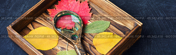 Set of autumnal leaves for herbarium. Set autumnal dried leaf for making herbarium. Стоковое фото, агентство Ingram Publishing / Фотобанк Лори