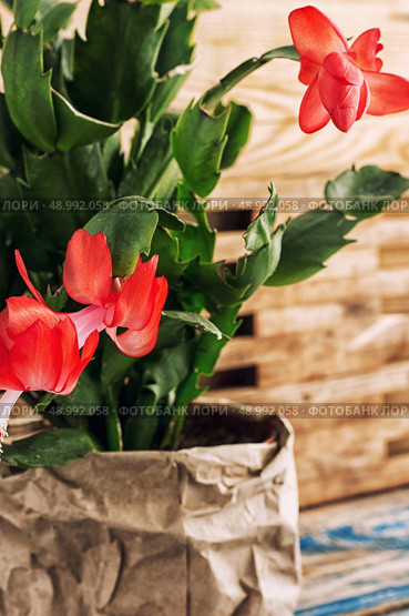 set with Decembrist flowered decorative indoor flower pot. Стоковое фото, агентство Ingram Publishing / Фотобанк Лори