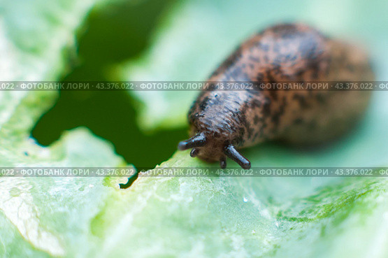 Сетчатый слизень ест капусту (Deroceras sturangi, Deroceras agreste, Deroceras reticulatum) Стоковое фото, фотограф Ольга Визави / Фотобанк Лори
