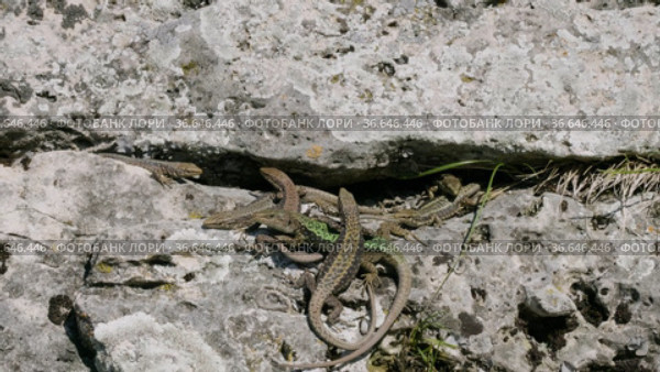 Северный Кавказ. Кавказская ящерица в период размножения. North Caucasus. Caucasian lizards (Darevskia caucasica) during the breeding season. Стоковое видео, видеограф Евгений Романов / Фотобанк Лори