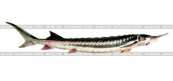 Севрюга на изолированном фоне ( Acipenser stellatus Pallas, 1771 ) - промысловая проходная рыба Волго-Каспийского бассейна. Стоковое фото, фотограф Павел Просянов / Фотобанк Лори
