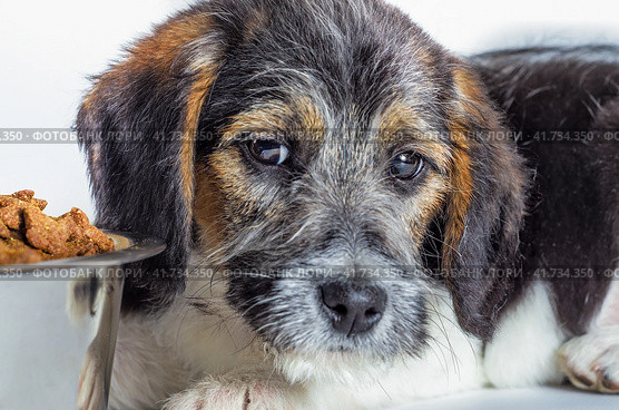 shaggy wire-haired puppy looks at a bowl with food close-up. Стоковое фото, фотограф Артем Курутин / Фотобанк Лори