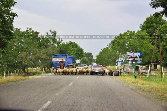Sheki, Azerbaijan - 12 Jul 2013. Sheep on the road in Caucasian Mountains, Azerbaijan. Редакционное фото, фотограф Сергей Стрелков / Фотобанк Лори