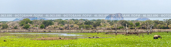 Широкая панорама цветущего болота в национальном парке Яла на Шри-Ланке. Огромное болото, джунгли и скала Слон на горизонте. (2016 год). Редакционное фото, фотограф Анна Ефимова / Фотобанк Лори
