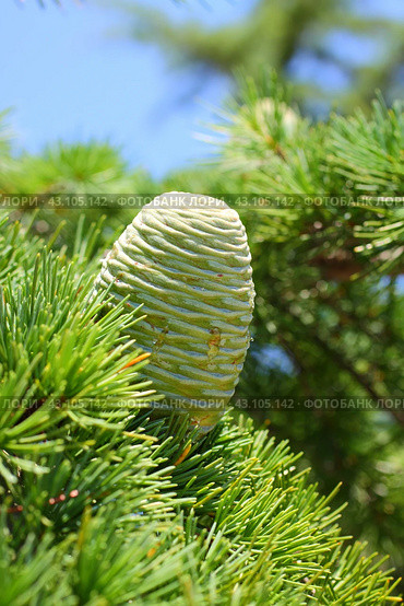 Шишка гималайского кедра (Cedrus deodara) Стоковое фото, фотограф Дорощенко Элла / Фотобанк Лори