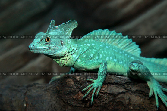 Шлемоносный василиск, или обыкновенный василиск (Basiliscus basiliscus) Стоковое фото, фотограф Татьяна Белова / Фотобанк Лори