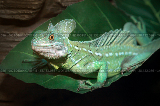 Шлемоносный василиск, или обыкновенный василиск (Basiliscus basiliscus) Стоковое фото, фотограф Татьяна Белова / Фотобанк Лори