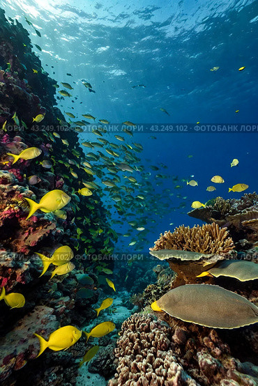 Shoal of colorful yellowtail snappers fish school swim in tropical underwaters. Bluestripe Snapper in underwater world. Observation of wildlife. Scuba diving adventure. Стоковое AI-изображение, AI-художник Aleksandr Golubev / Фотобанк Лори