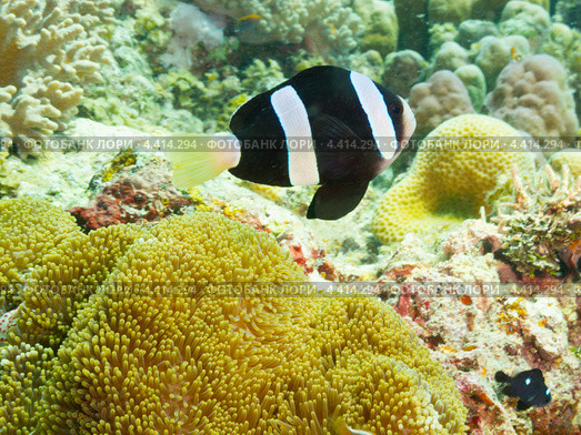 Шоколадный клоун Кларка (Amphiprion clarkii, Clark's anemonefish, Yellowtail clownfish) над анемоной. Стоковое фото, фотограф Сергей Дубров / Фотобанк Лори