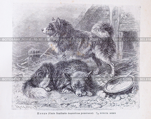 Шпиц  (Canis familiaris domesticus pomeranus) - рисунок из книги А. Брэма "Жизнь животных", 1896 г. Стоковая иллюстрация, иллюстратор Вера Смолянинова / Фотобанк Лори