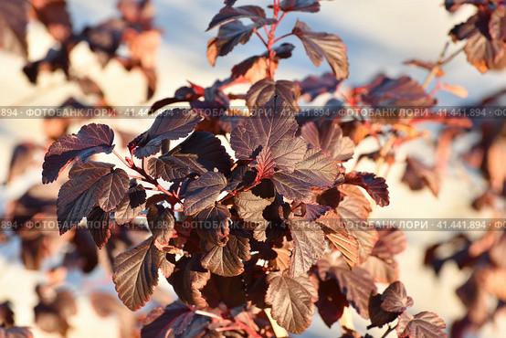 Shrub viburnum leaf, red diablo variety. Стоковое фото, фотограф Володина Ольга / Фотобанк Лори