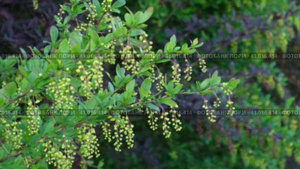 Shrub with green leaves of barberry thunberg and buds in spring. Flower buds of berberis on a branch close up. Easy movement from the wind. Darwin's barberry branch with buds of flowers. Стоковое видео, видеограф Марина Демидюк / Фотобанк Лори