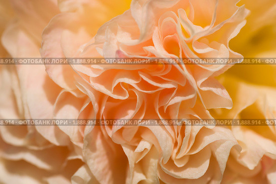 Шток-роза (Alcea rosea) Стоковое фото, фотограф Александр Алексеев / Фотобанк Лори