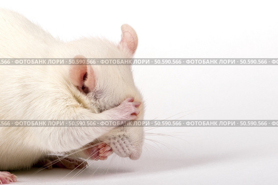 shy lab rat closes his eyes with paw like being ashamed, closeup. Стоковое фото, агентство Ingram Publishing / Фотобанк Лори