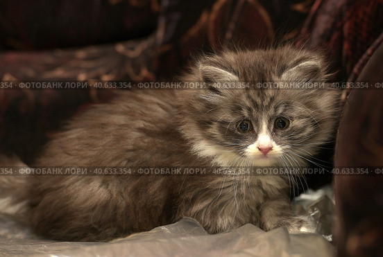 Siberian gray with white kitten. Стоковое фото, фотограф Анна Кривицкая / Фотобанк Лори