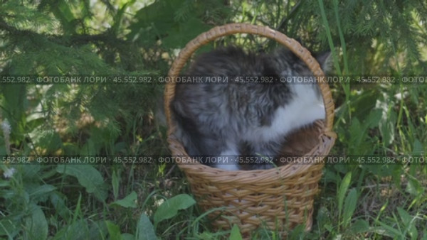Siberian kitten in basket. Стоковое видео, видеограф Михаил Коханчиков / Фотобанк Лори