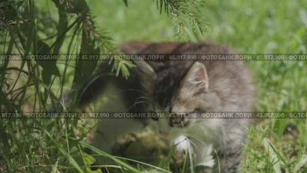 Siberian longhaired kitten in grass. Стоковое видео, видеограф Михаил Коханчиков / Фотобанк Лори