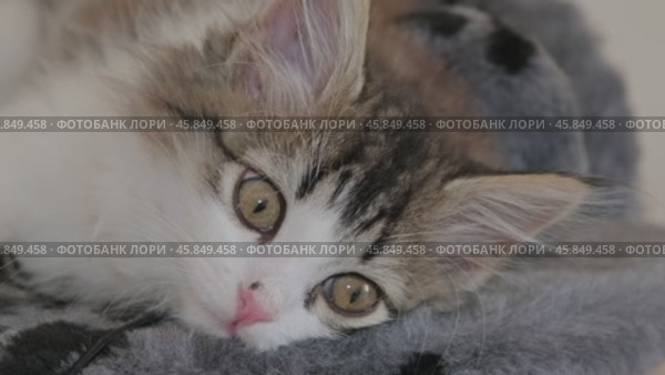 Siberian longhaired kitten portrait. Стоковое видео, видеограф Михаил Коханчиков / Фотобанк Лори