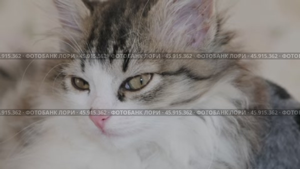 Siberian longhaired kitten portrait. Стоковое видео, видеограф Михаил Коханчиков / Фотобанк Лори
