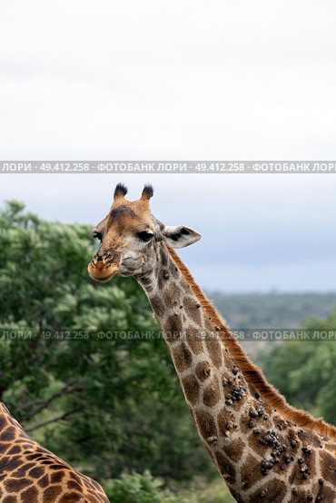 Sick giraffe with growths on neck. Стоковое фото, фотограф Екатерина Якименко / Фотобанк Лори