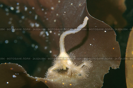 Сидячая медуза Люцернария (Lucernaria quadricornis) Стоковое фото, фотограф Некрасов Андрей / Фотобанк Лори