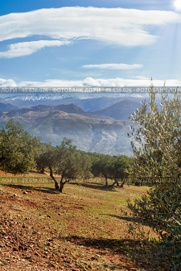 Sierra Nevada as seen from the olive groves in the Llano de la Perdiz in Granada, Andalusia, Spain.. Sierra Nevada as seen from the olive groves in the Llano de la Perdiz in Granada. Стоковое фото, агентство Ingram Publishing / Фотобанк Лори