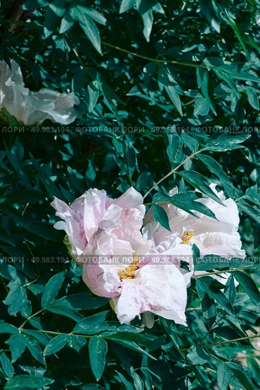sightly lovely trendy light pink peony grows on a flower bed in a decorative garden.. peony flower head in garden with green leaves. Стоковое фото, агентство Ingram Publishing / Фотобанк Лори