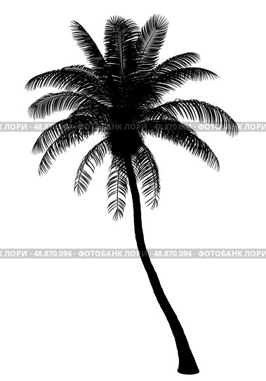 silhouette of coconut palm tree isolated on white background. Стоковое фото, агентство Ingram Publishing / Фотобанк Лори