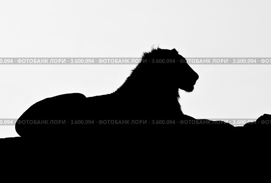 Силуэт льва. Кения (2012 год). Стоковое фото, фотограф E. O. / Фотобанк Лори