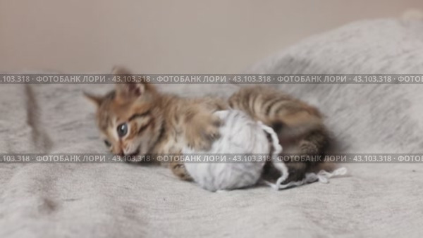 Симпатичный, серый котенок играет клубком ниток. Стоковое видео, видеограф Останина Екатерина / Фотобанк Лори