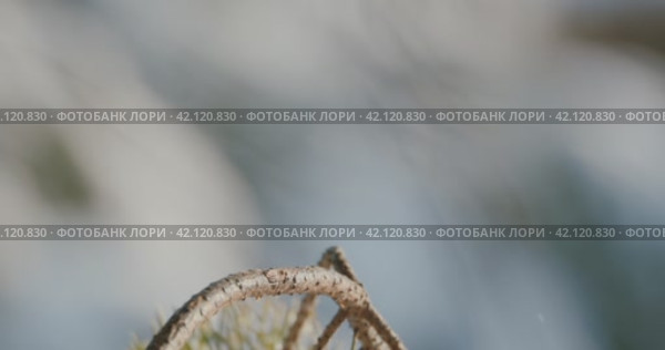 Синичка на сосновой ветке. Стоковое видео, видеограф Анастасия Евгеньевна Кожина / Фотобанк Лори