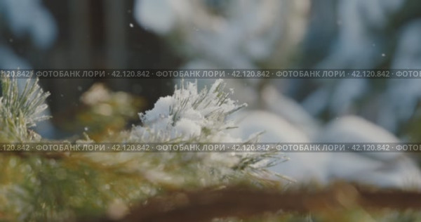 Синичка на сосновой ветке. Стоковое видео, видеограф Анастасия Евгеньевна Кожина / Фотобанк Лори