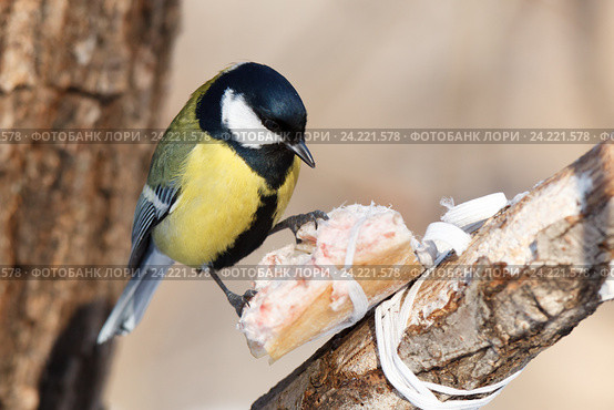 Синица большая. Great Tit (Parus major). Стоковое фото, фотограф Василий Вишневский / Фотобанк Лори