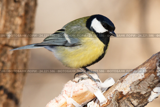 Синица большая. Great Tit (Parus major). Стоковое фото, фотограф Василий Вишневский / Фотобанк Лори