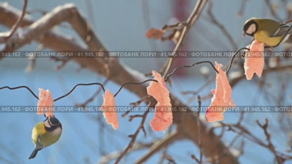 Синицы едят сырое сало, подвешенное на дереве. Зимняя подкормка птиц. Стоковое видео, видеограф Владимир Литвинов / Фотобанк Лори