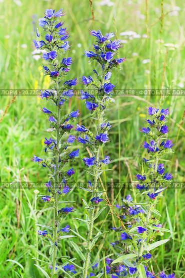 Синяк обыкновенный (Echium vulgare) — травянистое растение,вид рода Синяк семейства Бурачниковые (Boraginaceae) Стоковое фото, фотограф Евгений Мухортов / Фотобанк Лори