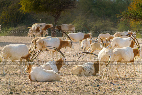 Sir Bani Yas Island, United Arab Emirates - Jan 18 2024, close-up view of a herd of saber-horned antelopes, or Saharan oryx, resting in field at daytime, in a safari parkSir Bani Yas Island, UAE. Стоковое фото, фотограф Сергей Богомяко / Фотобанк Лори