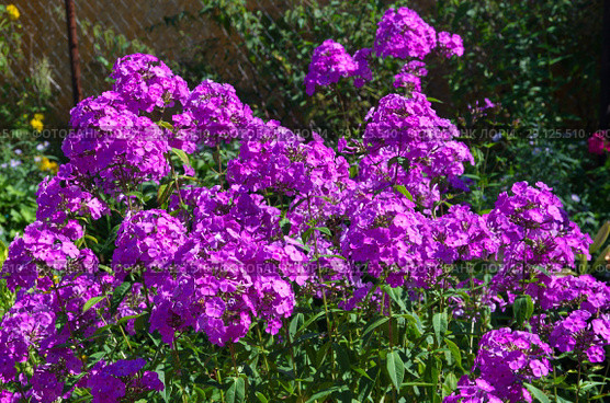 Сиреневые флоксы (лат. Phlox) цветут в саду. Стоковое фото, фотограф Елена Коромыслова / Фотобанк Лори
