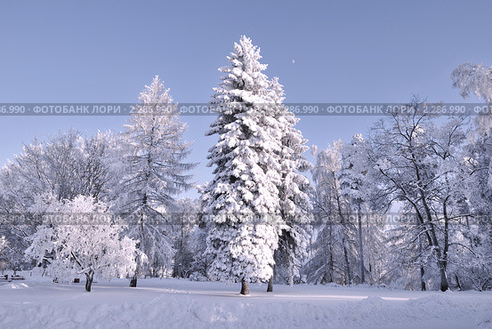 Сиреневые сумерки в  зимнем лесу. Иматра, Финляндия (2010 год). Стоковое фото, фотограф Татьяна Савватеева / Фотобанк Лори