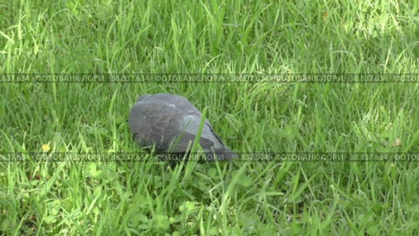 Сизый голубь (лат. Columba livia) Стоковое видео, видеограф Владимир Галкин / Фотобанк Лори