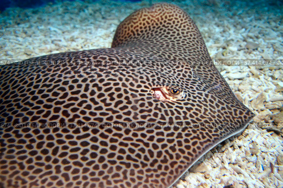 Скат хвостокол леопардовый Himantura leoparda. Морская рыба. Стоковое фото, фотограф Татьяна Белова / Фотобанк Лори
