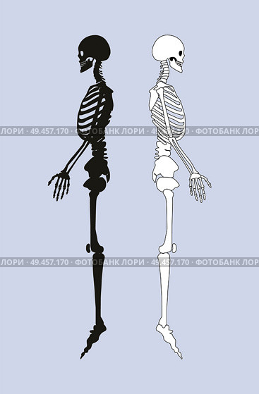 Skeletal system of human body black and white skeletons profile view of structure internal framework people bones vector illustration isolated on blue. Skeletal System of Human Body Vector Illustration. Стоковая иллюстрация, агентство Ingram Publishing / Фотобанк Лори