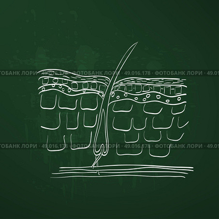 skin hair layer illustration. Стоковая иллюстрация, агентство Ingram Publishing / Фотобанк Лори