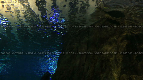 Скумбрия. Стоковое видео, видеограф Юлия Машкова / Фотобанк Лори